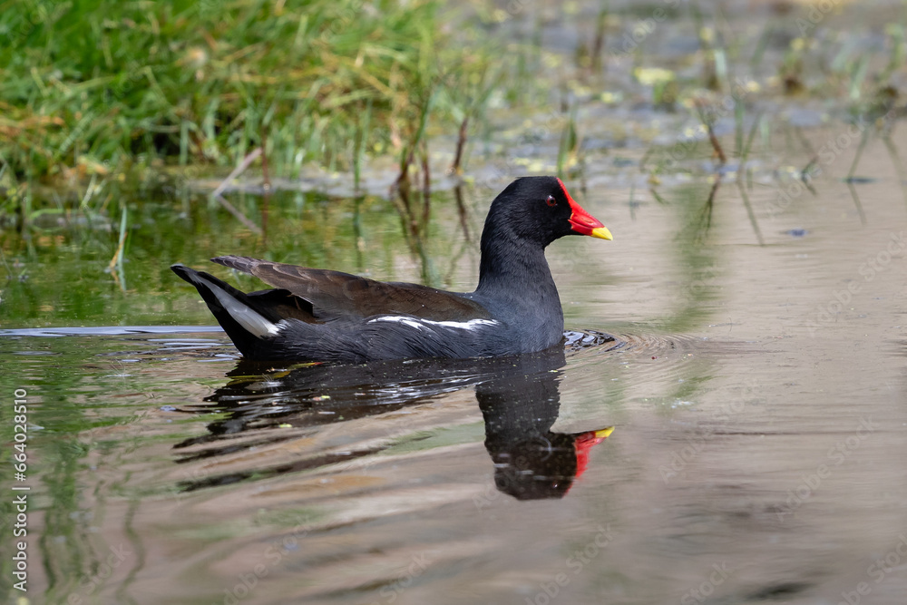 One common moorhen swimming on a pond One common moorhen swimming on a pond