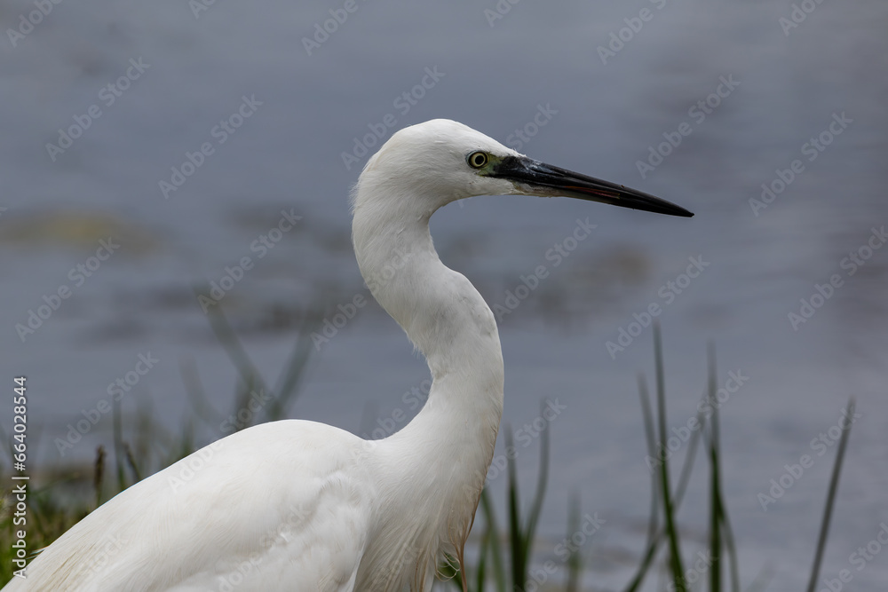 Obraz premium Portrait of a little egret with a blue background