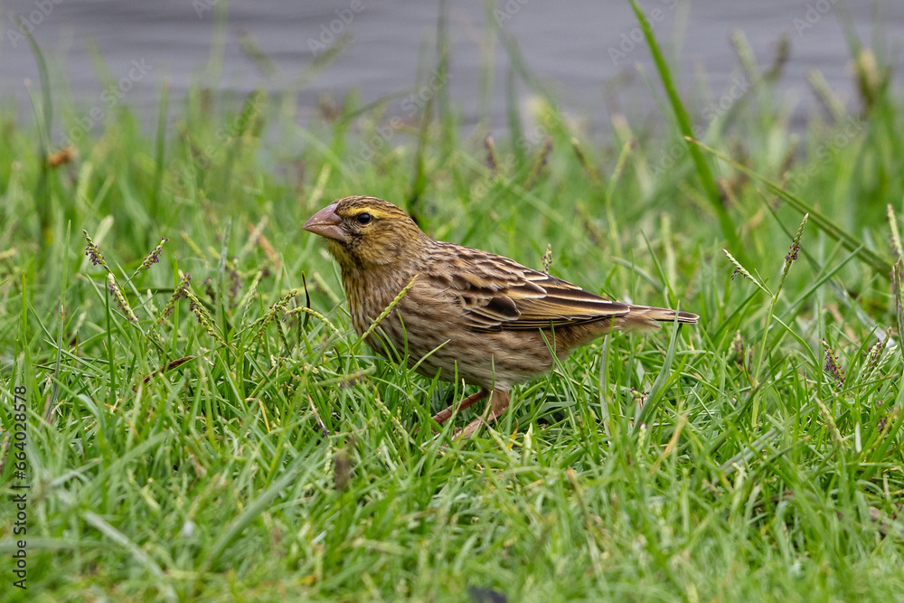 Female southern red bishop on grass Female southern red bishop on grass