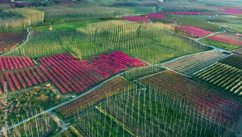 Aerial view of fields of fruit trees in full bloom in Aitona province of Lerida, Catalonia