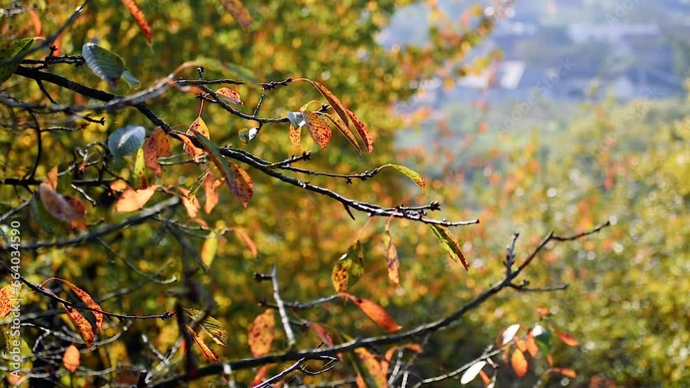 yellow-red autumn leaves on trees yellow-red autumn leaves on trees
