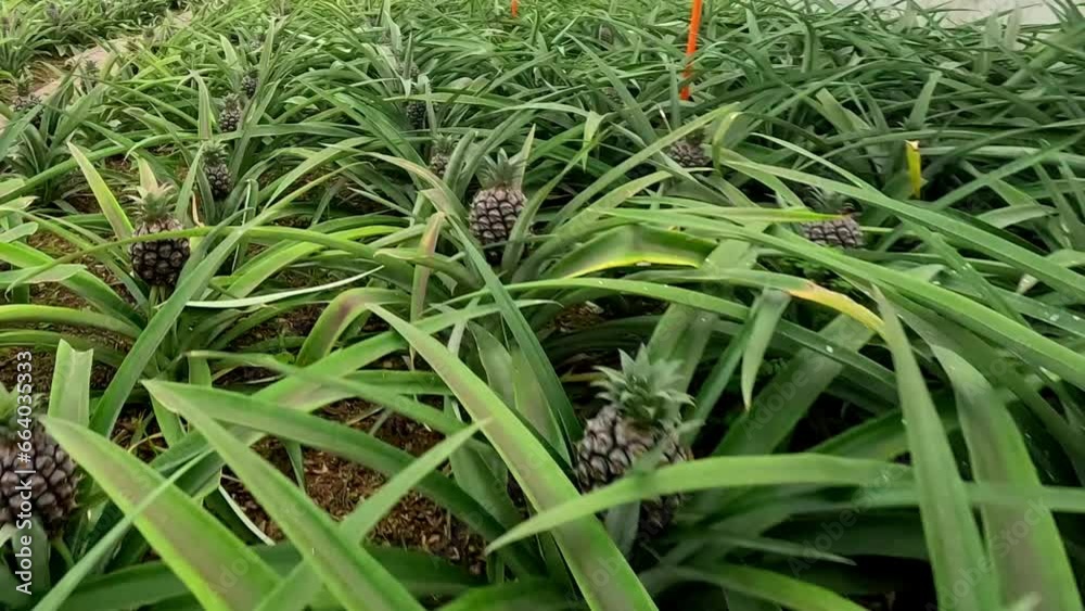 Pineapple plantation inside a greenhouse at Azores, Portugal