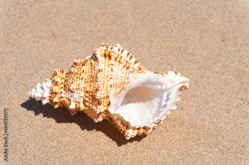 Seashell on fine beach sand background in summer sun. Clean sand beach grain, natural textured. Concept recreation, tourism, vacation, relax, beach holiday, travel design, close up, top view