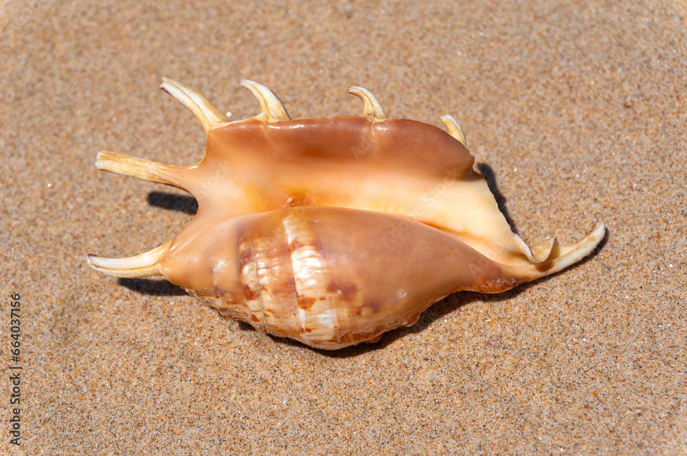 Seashell on fine beach sand background in summer sun. Clean sand beach grain, natural textured. Concept recreation, tourism, vacation, relax, beach holiday, travel design, close up, top view Seashell on fine beach sand background in summer sun. Clean sand beach grain, natural textured. Concept recreation, tourism, vacation, relax, beach holiday, travel design, close up, top view