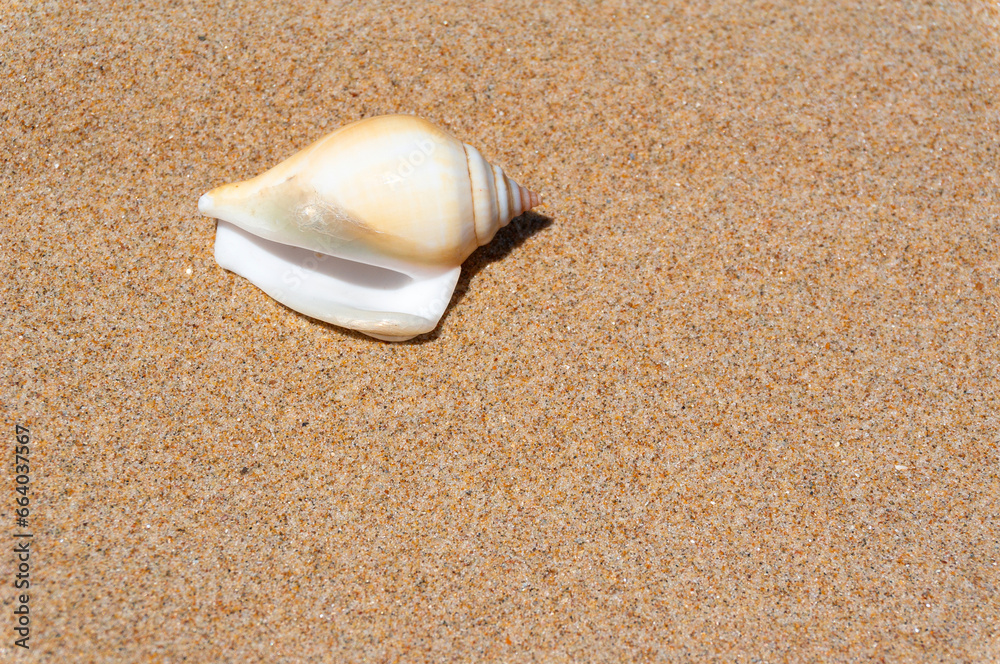 Seashell on fine beach sand background in summer sun. Clean sand beach grain, natural textured. Concept recreation, tourism, vacation, relax, beach holiday, travel design, close up, top view Seashell on fine beach sand background in summer sun. Clean sand beach grain, natural textured. Concept recreation, tourism, vacation, relax, beach holiday, travel design, close up, top view