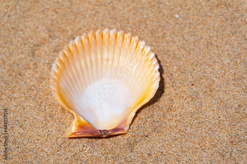 Seashell on fine beach sand background in summer sun. Clean sand beach grain, natural textured. Concept recreation, tourism, vacation, relax, beach holiday, travel design, close up, top view