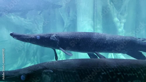 Close-up side view of Alligator gar (Atractosteus spatula) fish swimming in turquoise coloured freshwater aquarium. Soft focus. Slow motion video. Fish keeping theme. photo