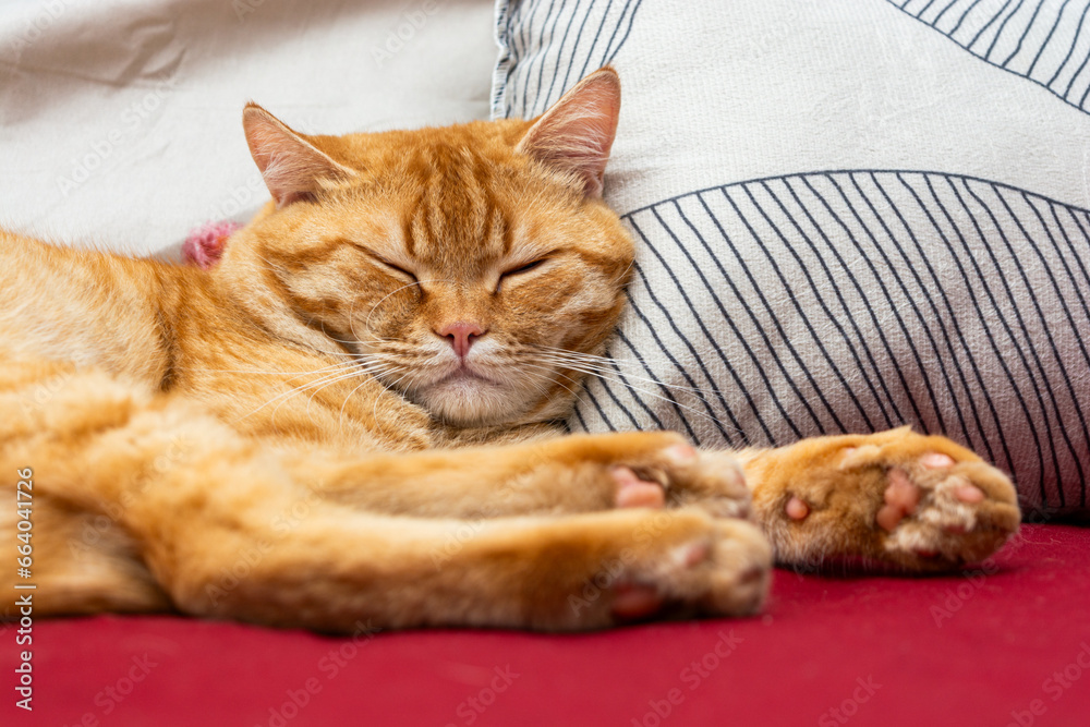 orange tabby cat sleeping on the bed