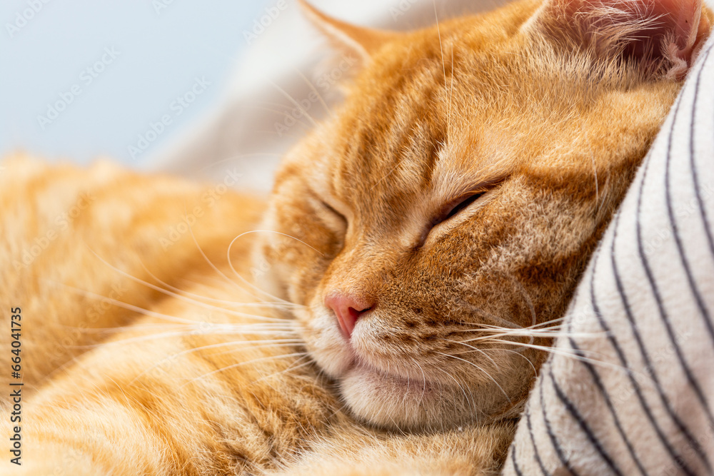 orange tabby cat sleeping on the bed