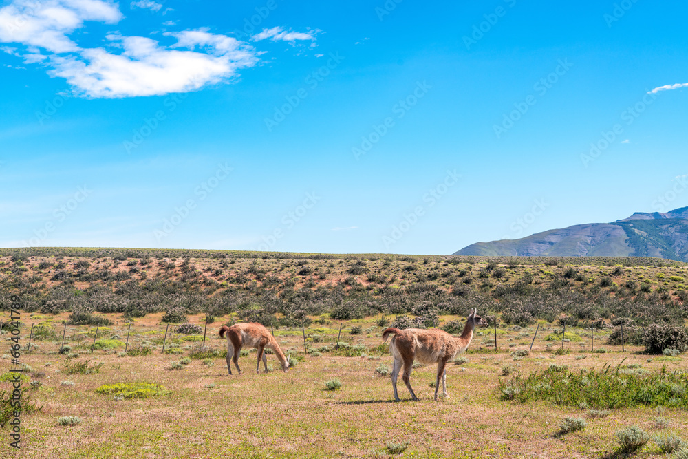 Alpacas in Torres del Paine National Park, in Chilean Patagonia