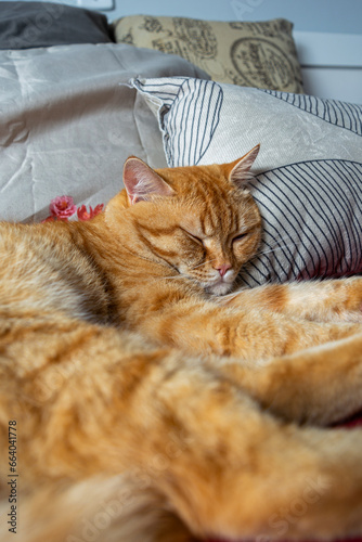 orange tabby cat sleeping on the bed © Felippe Lopes