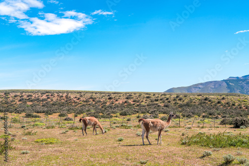 Alpacas in Torres del Paine National Park  in Chilean Patagonia