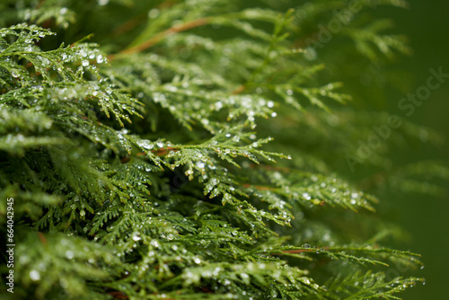 Green tui branches in beautiful raindrops. The background is blurred. Copy space.