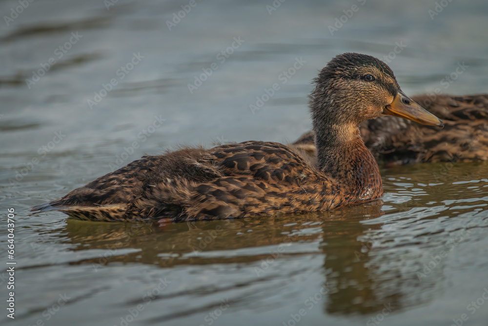 Young ducks on Vrbenske ponds in autumn sunny morning Young ducks on Vrbenske ponds in autumn sunny morning