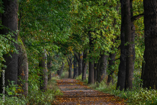 Leaf tree alley in autumn color morning near Vrbenske ponds photo