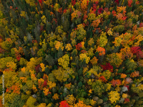 Trees during the indian summer