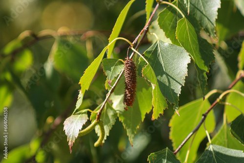 tree branch in autumn
