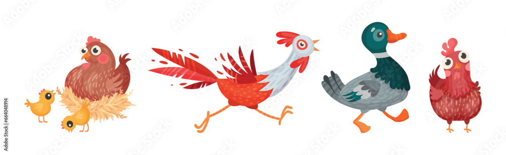 Farm Poultry Birds and Feathered Winged Animal Vector Set