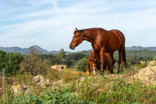 Pferde vor Arta, Mallorca, Balearen