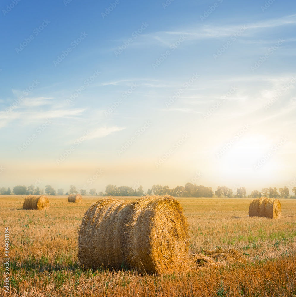 summer wheat field with haystack at the sunset, beautiful seasonal agricultural scene