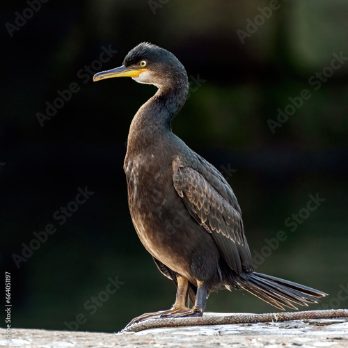 Cormorant Preening at Burghead Harbour photo