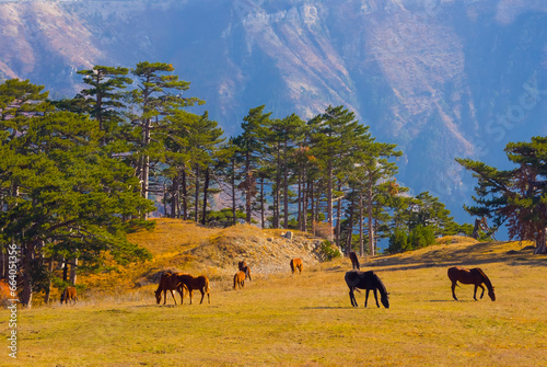 brown horse herd graze on mountain pasture