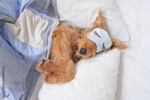 Obraz na płótnie Cute airedale terrier in sleeping mask under quilted blanket