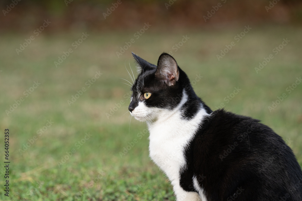 Portrait of black and white cat
