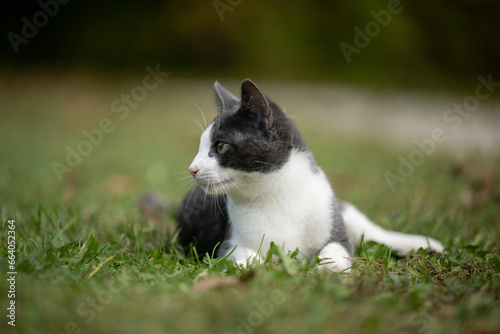 White and gray cat laying in the grass