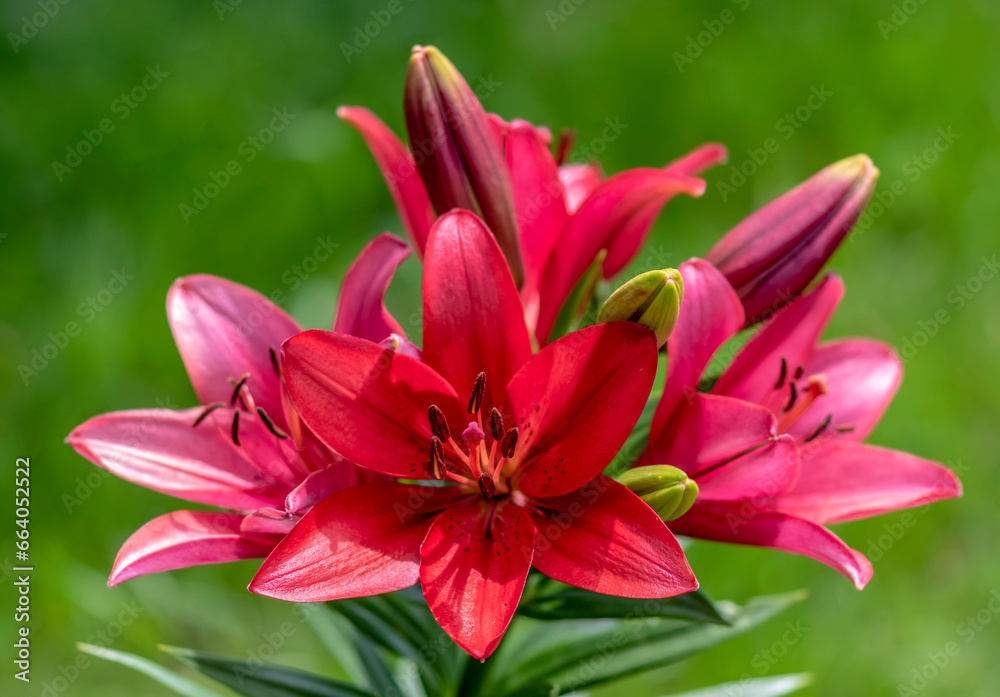 red lily flower