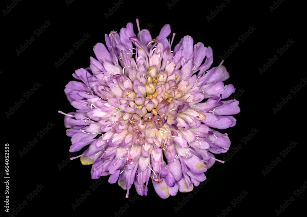 purple flower purple flower