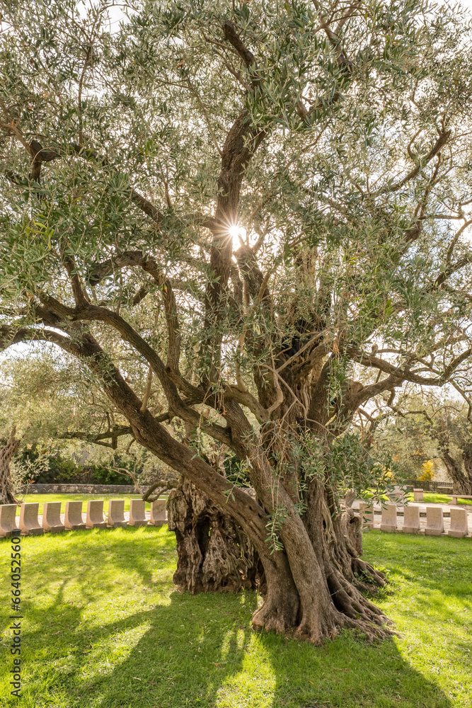 Old Olive Tree, famous tourist attraction in Montenegro Old Olive Tree, famous tourist attraction in Montenegro