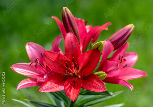 red lily flower