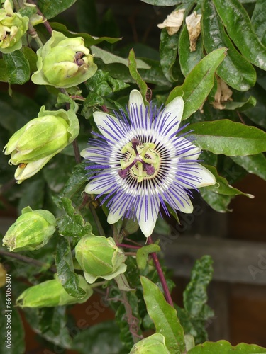 fleur de passiflore, passion