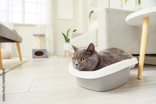 Fototapeta Naklejka Na Ścianę i Meble -  Cute British Shorthair cat in litter box at home