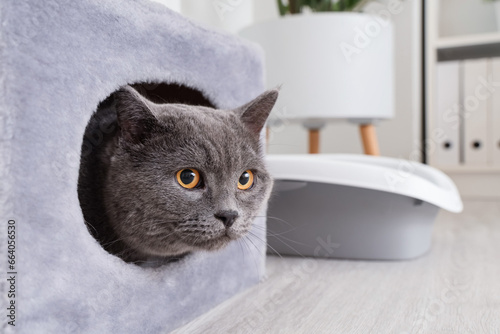 Fototapeta Naklejka Na Ścianę i Meble -  Cute British Shorthair cat in pet bed at home, closeup