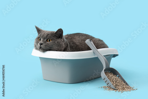 Fotografía Cute British Shorthair cat in litter box on blue background