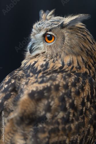 Close-up Portrait of a Beautiful Owl with Striking Orange Eyes. Mysterious Bird of Prey in a Captivating Nighttime Scene