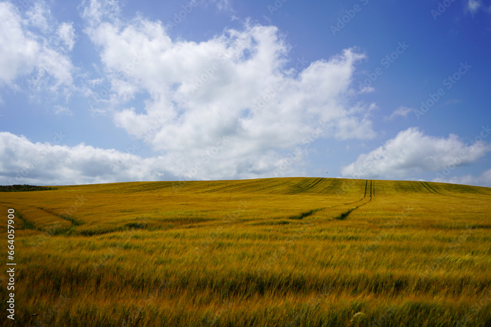 View looking over golden wheat fields