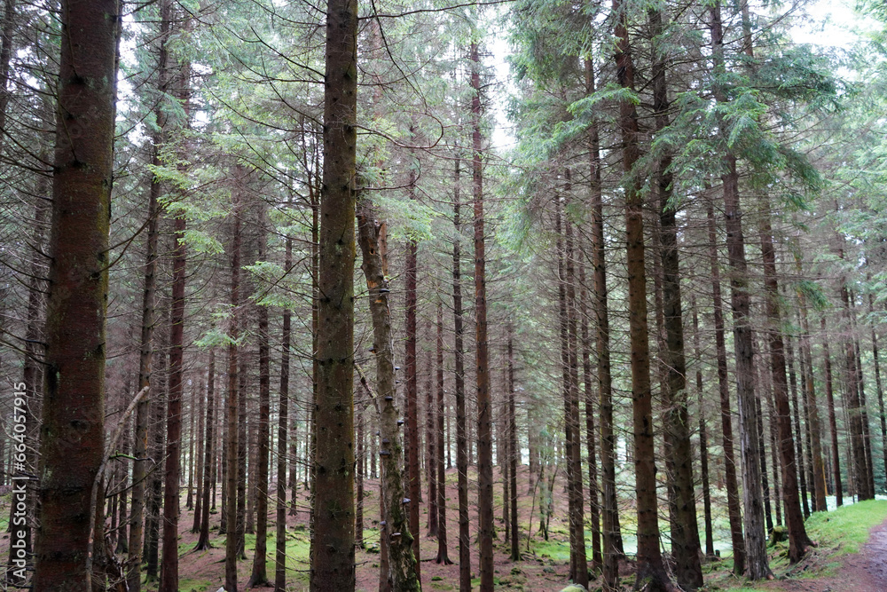 Tall thin pine tree forest looking at tree trunks 