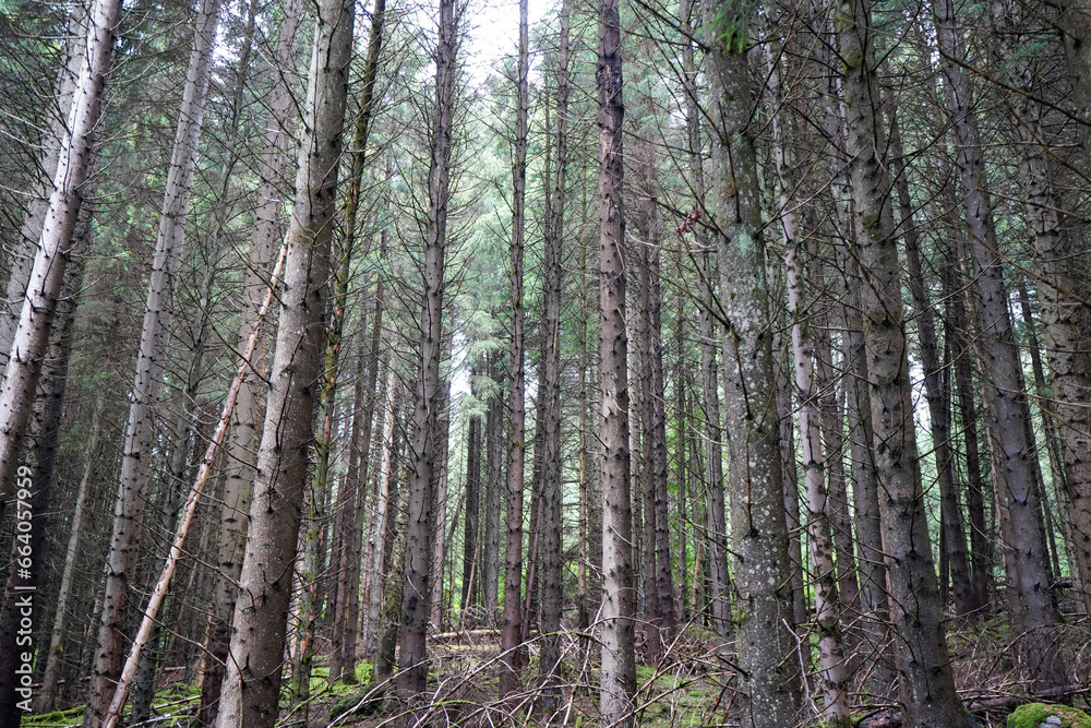 Tall thin pine tree forest looking at tree trunks 