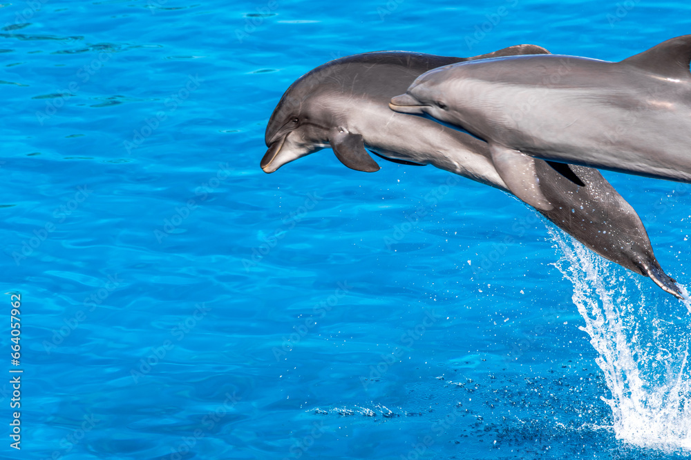Naklejka premium A group of bottlenose dolphins performing acrobatics jumps. The animals show presentation in blue water in aquarium. Show of beautiful jumps in a pool.
