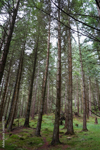 Fototapeta Naklejka Na Ścianę i Meble -  Tall thin pine tree forest looking at tree trunks 