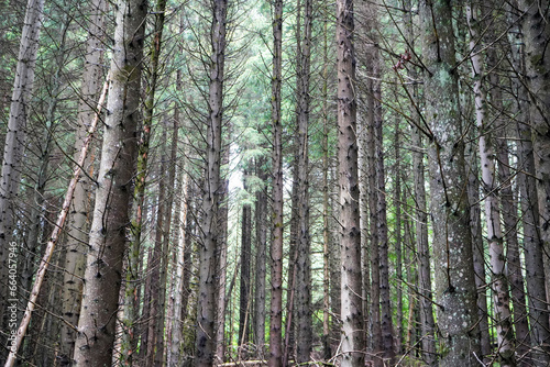 Tall thin pine tree forest looking at tree trunks 