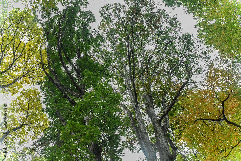 Fototapeta premium Tree branches and its leaves looking up in the air