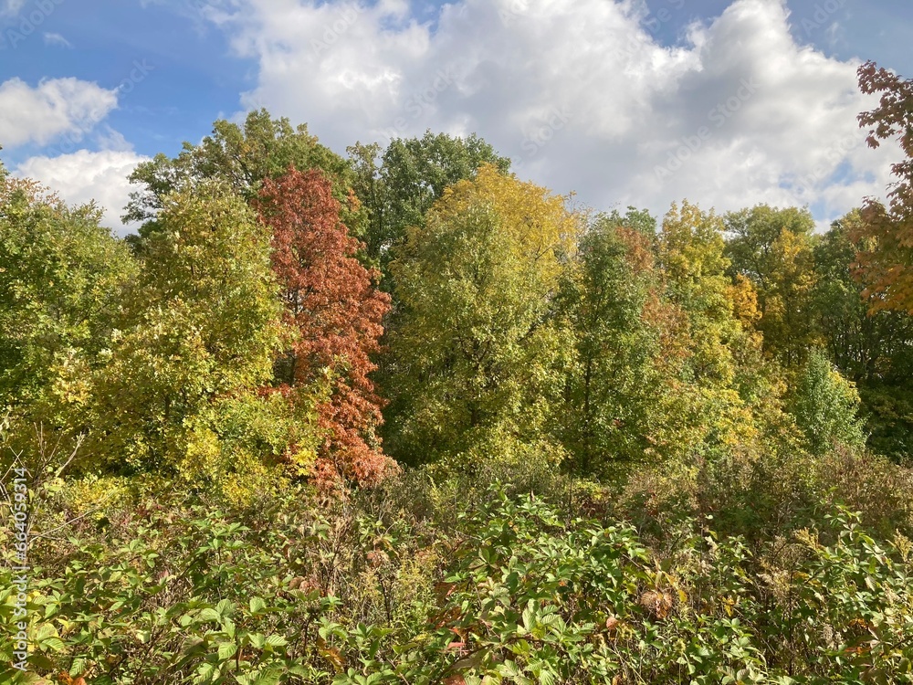 Fototapeta premium autumn in the forest