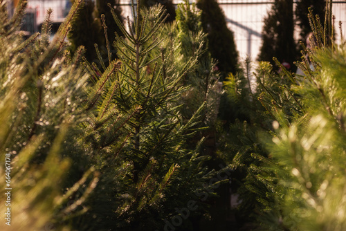 Street Christmas tree market. Selection of evergreen trees for the holiday. Spruce trees in pots