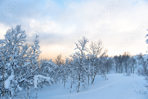 Winter snowy forest with icy branches. New Year and Christmas background