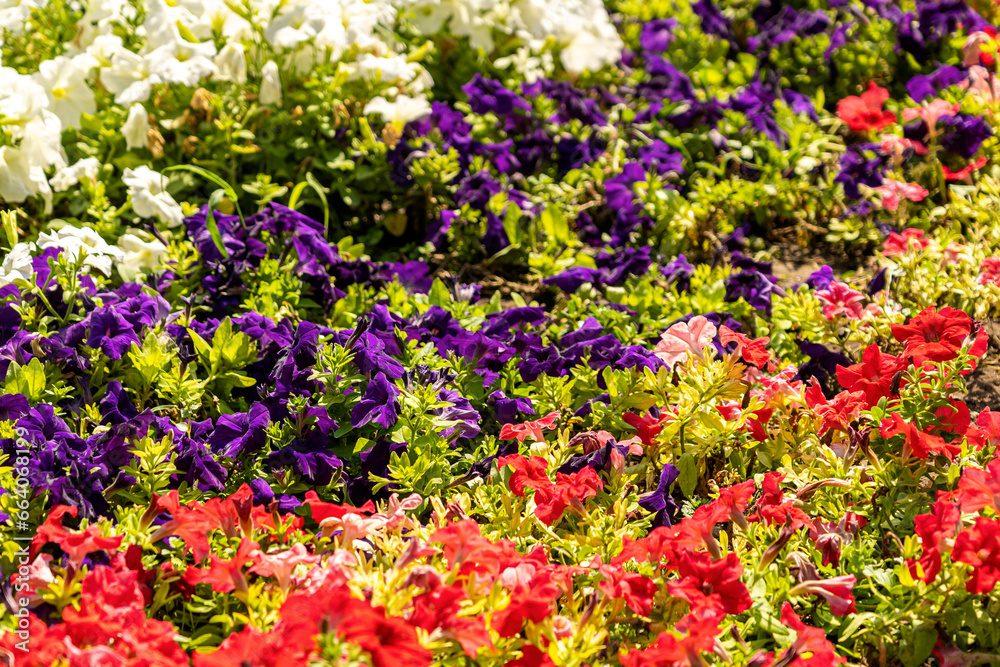 flowerbed with bright multicoloured petunias in the bright sun close up. flowers in the flowerbed. city decoration, green city, landscaping with flowering plants, lawn of petunias