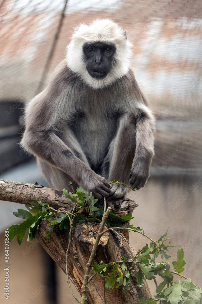 Obraz premium Hanuman langur monkey (Semnopithecus entellus) Outdoors